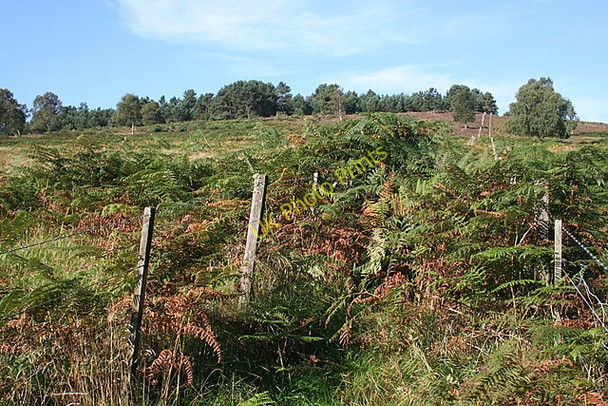 Photo 6"x4" Looking towards Mortlich Coull\/NJ5102 c2009