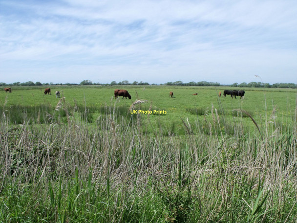 Photo 6"x4" Pevensey Levels east of Pevensey Pevensey Bay\/TQ6504 c2011