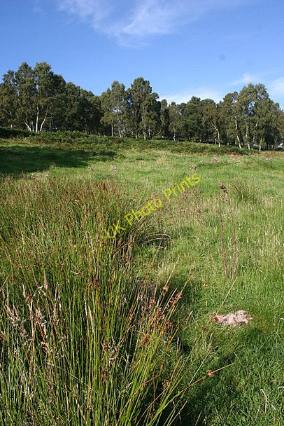 Photo 6"x4" Damp Ground on Mortlich Coull\/NJ5102 c2009