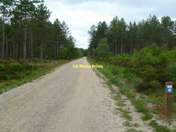 Photo 6"x4" Ashley Heath, forestry road Ashley Heath\/SU1104 c2011