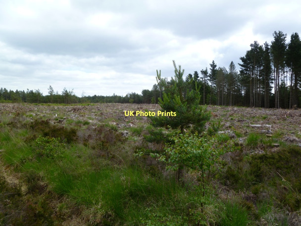 Photo 6"x4" Ashley Heath, clear fell Ashley Heath\/SU1104 c2011
