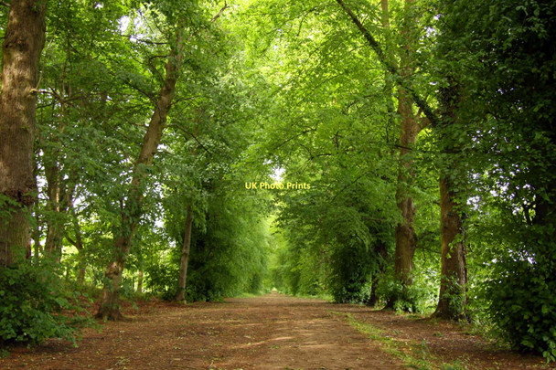 Photo 6"x4" Tree lined bridleway to Shotover House Blenheim\/SP5705 c2011