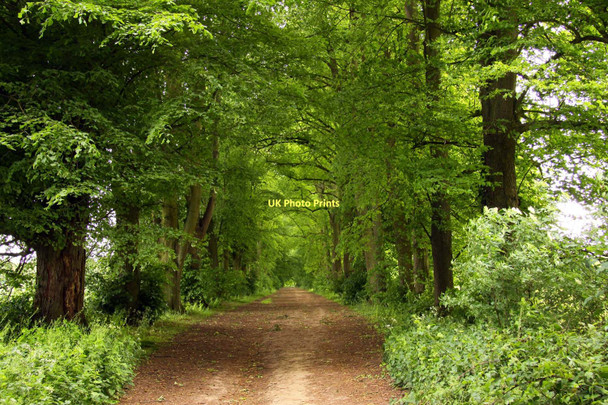 Photo 6"x4" Tree lined bridleway to Old Road Blenheim\/SP5705 c2011