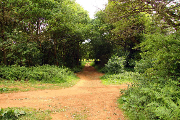 Photo 6"x4" Track through Shotover Country Park Blenheim\/SP5705 c2011