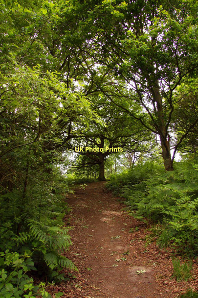 Photo 6"x4" Trail in Shotover Country Park New Headington c2011