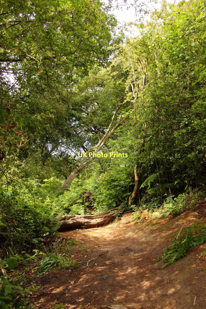 Photo 6"x4" Trail up the hill in Shotover Country Park Blenheim\/SP5705 c2011