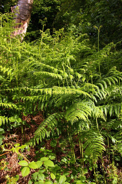 Photo 6"x4" Ferns in Shotover Country Park Blenheim\/SP5705 c2011