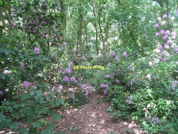 Photo 6"x4" Path through Coddington Plantation Barnby in the Willows c2011