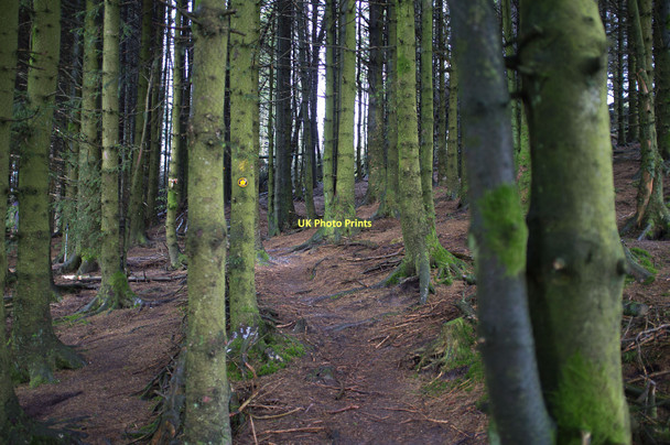 Photo 6"x4" Dales Way in Cam Woodlands Lat Gill c2011