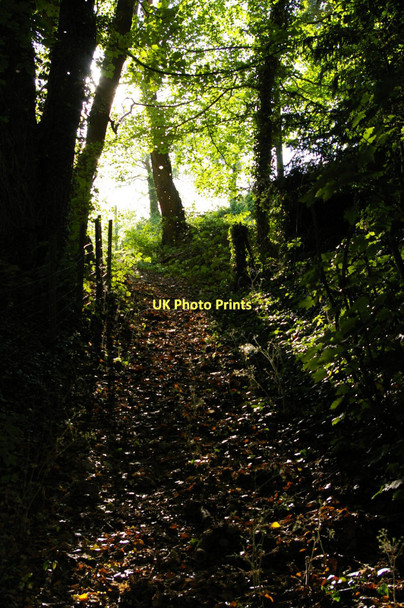 Photo 6"x4" Far End, Sheepscombe: path leading up to the road from the valley floor Sheepscombe c2011