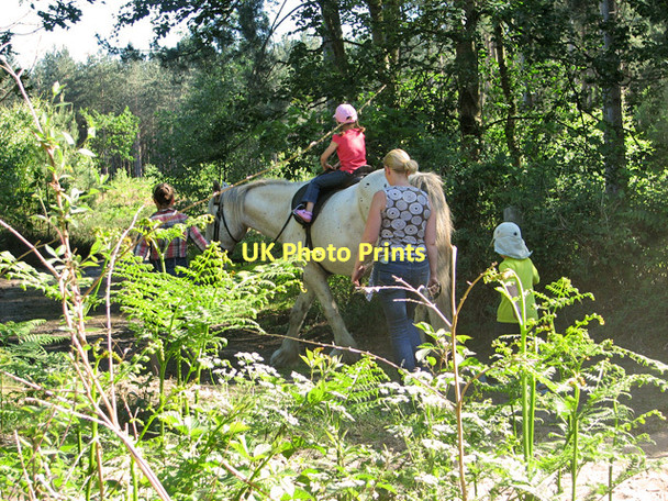 Photo 6"x4" A family outing in Fritton Wood Fritton\/TG4600 c2011