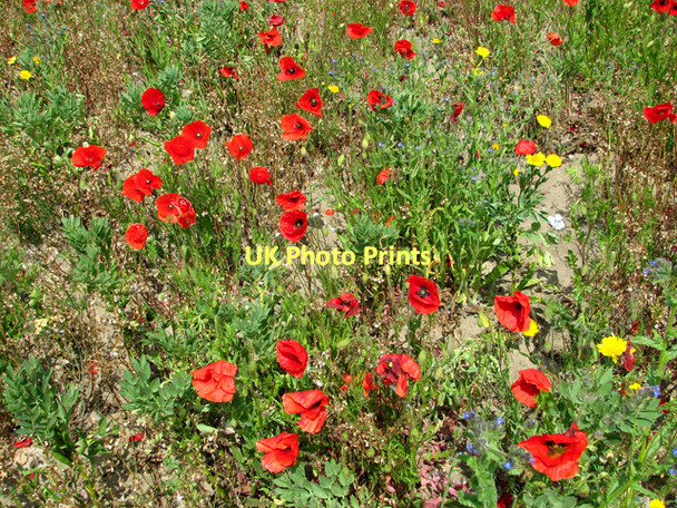 Photo 6"x4" Poppies by Eastles Farm, Burgh Castle Bradwell\/TG5004 c2011