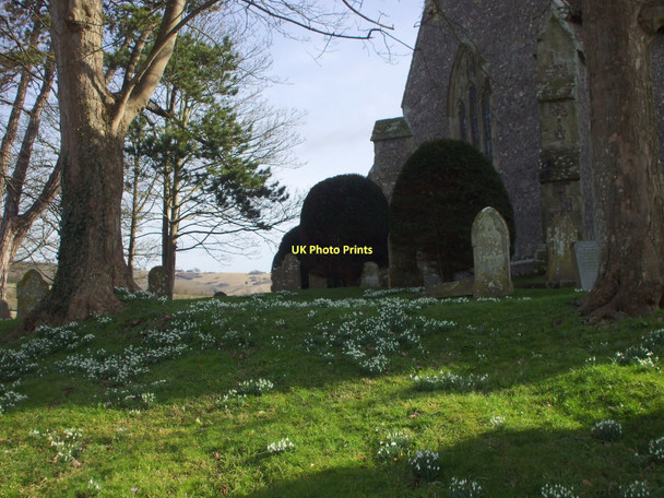 Photo 6"x4" Snowdrops in Alfriston churchyard Winton\/TQ5203 c2009