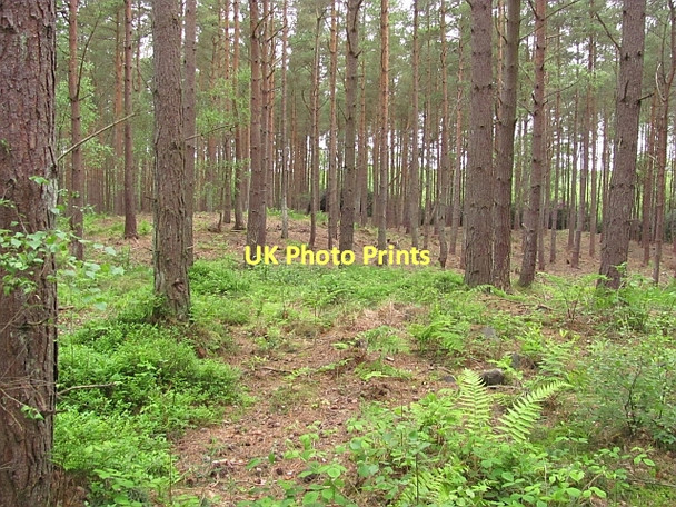 Photo 6"x4" Woodland near the Moor Loch Kincardine\/NS9387 c2011