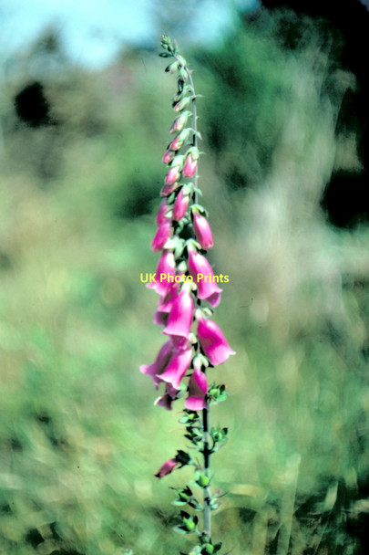 Photo 6"x4" Common Foxglove Lochardil c1980