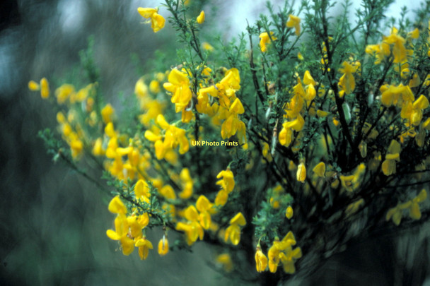 Photo 6"x4" Common Gorse flowers Lochardil c1980