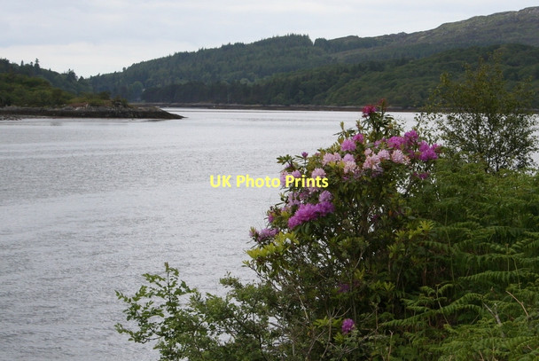 Photo 6"x4" The ubiquitous rhododendron by the loch side Kinlochmoidart\/Ceann Loch Muideirt c2011