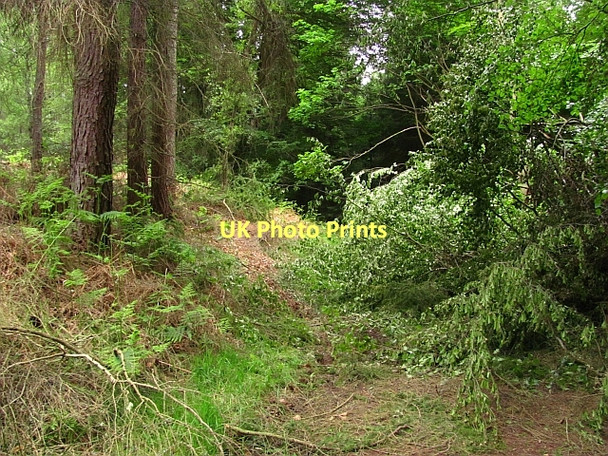 Photo 6"x4" Path, Devilla Forest Kincardine\/NS9387 c2011