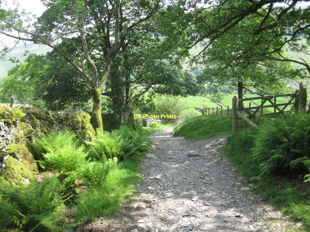 Photo 6"x4" Nanny Lane, Troutbeck, in June High Green\/NY4103 c2011