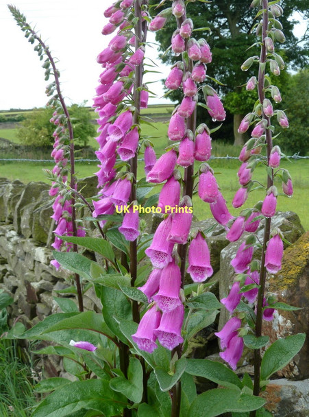 Photo 6"x4" Foxgloves by the footpath, Wadshelf Wadshelf c2011