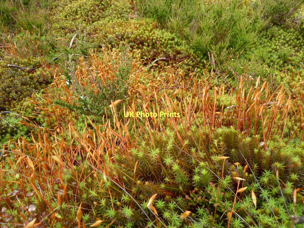 Photo 6"x4" Detail of mossy ground on Beeley Moor Upper Loads c2011