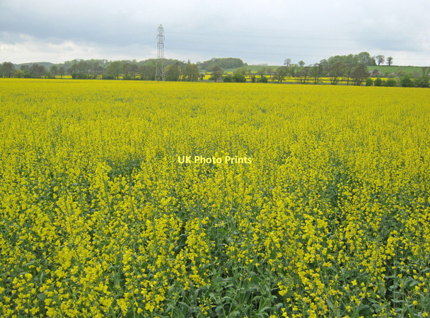 Photo 6"x4" Oilseed rape crops in the Greet Valley Maythorne c2010