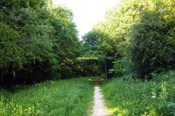 Photo 6"x4" Footpath in the Horspath Parish Council Wildlife Conservation Area Horspath c2011