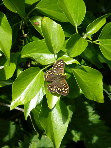 Photo 6"x4" Speckled Wood butterfly Y Ferwig c2011