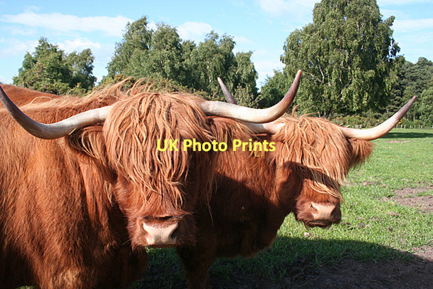 Photo 6"x4" Can you see ? Nairn c2011