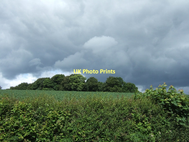 Photo 6"x4" Upcott Wood Cadbury\/SS9104 c2011