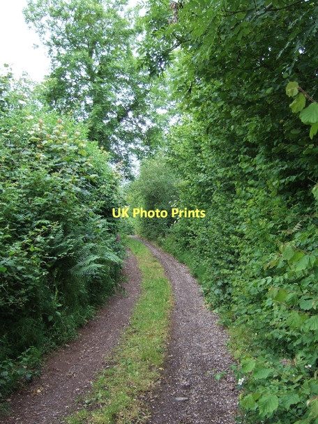 Photo 6"x4" Northdown Road near Hallshot Wood (looking west) Cadbury\/SS9104 c2011