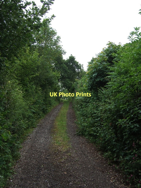 Photo 6"x4" Northdown Road near Hallshot Wood (looking easst) Cadbury\/SS9104 c2011