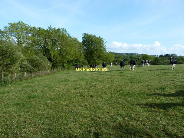 Photo 6"x4" A curious bunch (a herd, actually) Penparc\/SN2148 c2011
