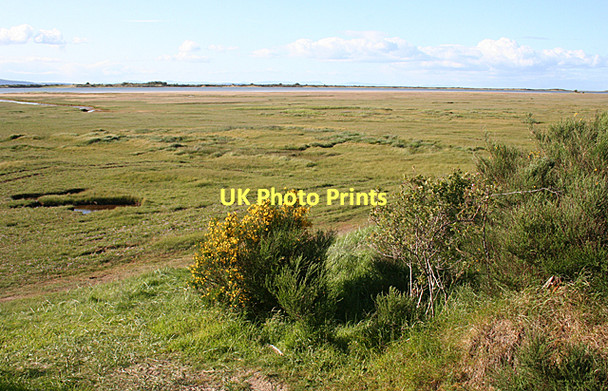 Photo 6"x4" Salt Marsh Kingsteps c2011