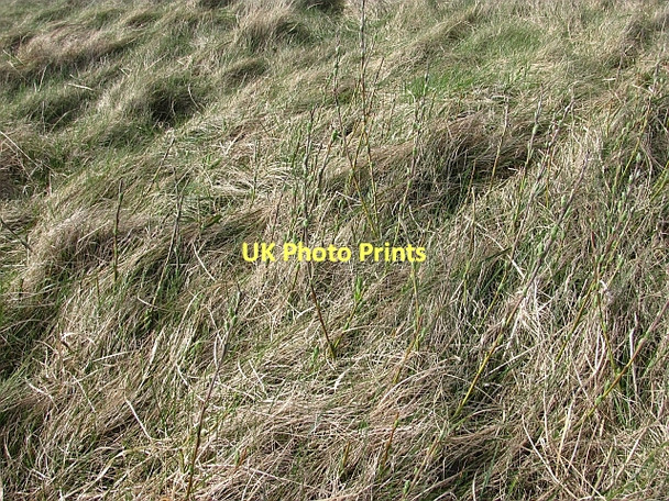 Photo 6"x4" Treshnish Isles forestry Cruachan\/NM2741 c2011