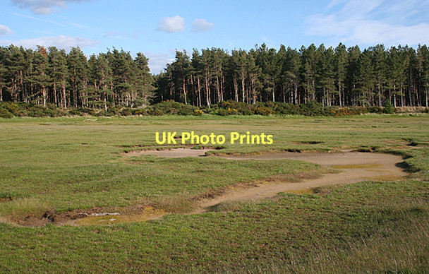 Photo 6"x4" Culbin Forest and Salt Marsh Kingsteps c2011