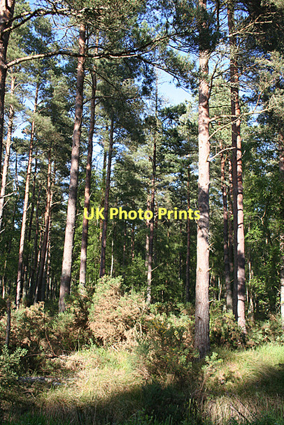 Photo 6"x4" Scots Pines in Culbin Forest Kingsteps c2011