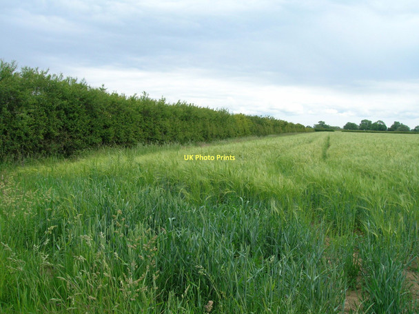 Photo 6"x4" Field boundary off Moor Lane Normanby\/SE7381 c2011