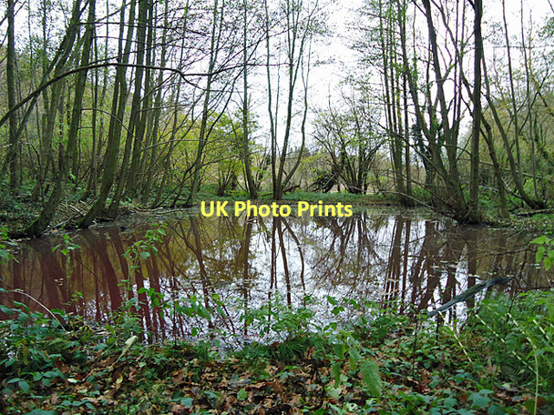Photo 6"x4" Pond in Spouse's Grove Rose Green\/TL9337 c2010