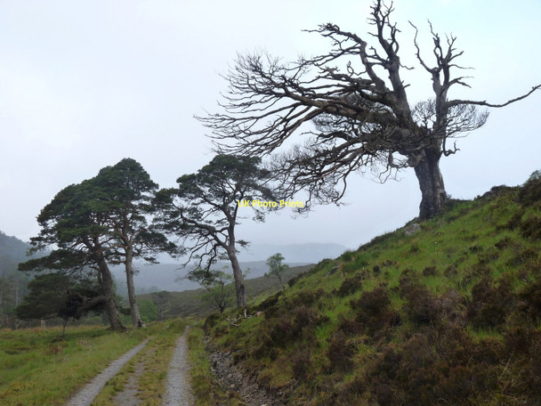 Photo 6"x4" Scots pines on the track by Easan Dorcha Craig\/NH0349 c2011