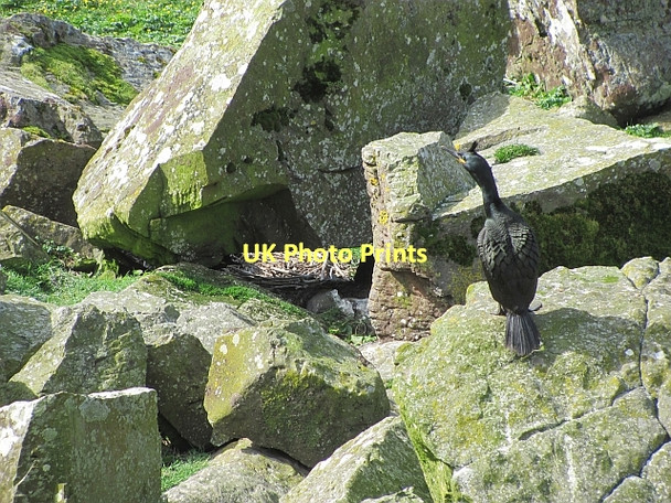 Photo 6"x4" Shag, Lunga Sgeir a' Chaisteil c2011
