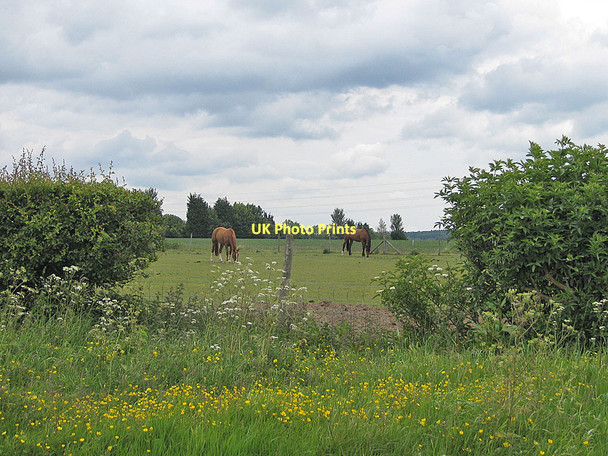 Photo 6"x4" Peacefully grazing Lockton c2011