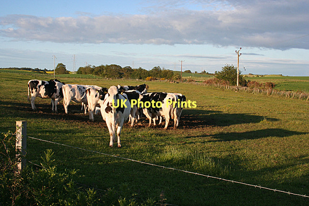 Photo 6"x4" A Sentinel Auldearn c2011