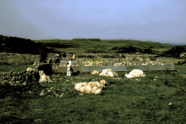 Photo 6"x4" Sheep shearing - 1980 Cuidrach c1980