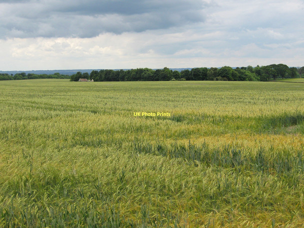 Photo 6"x4" Ripening barley Low Dalby c2011