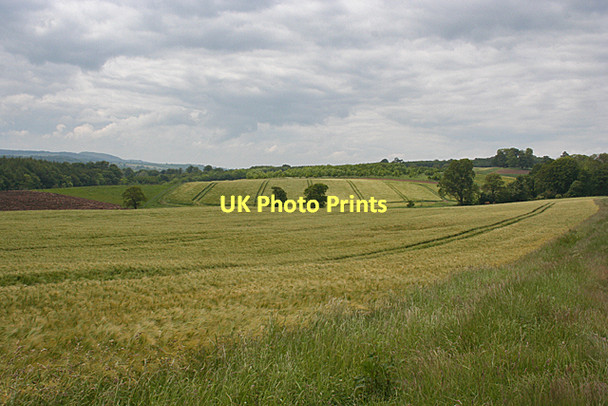 Photo 6"x4" Barley Fields Old Philpstoun c2011