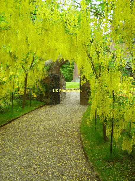 Photo 6"x4" Laburnum Arch at Cortachy Cortachy c2011