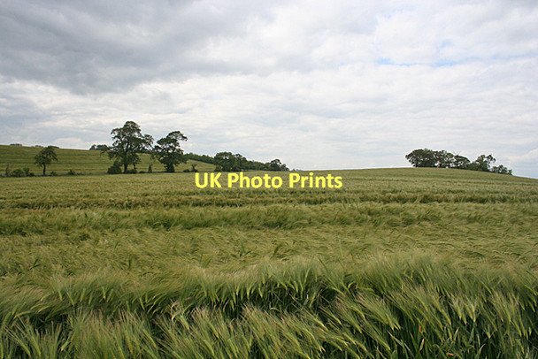Photo 6"x4" Swathes of Barley Old Philpstoun c2011 P1