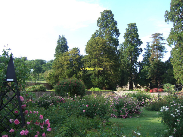 Photo 6"x4" Aston Court - Giant Sequoias from the rose garden Bower Ashton c2010
