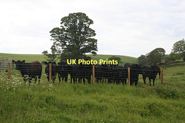 Photo 6"x4" Curious Cattle Abercorn c2011